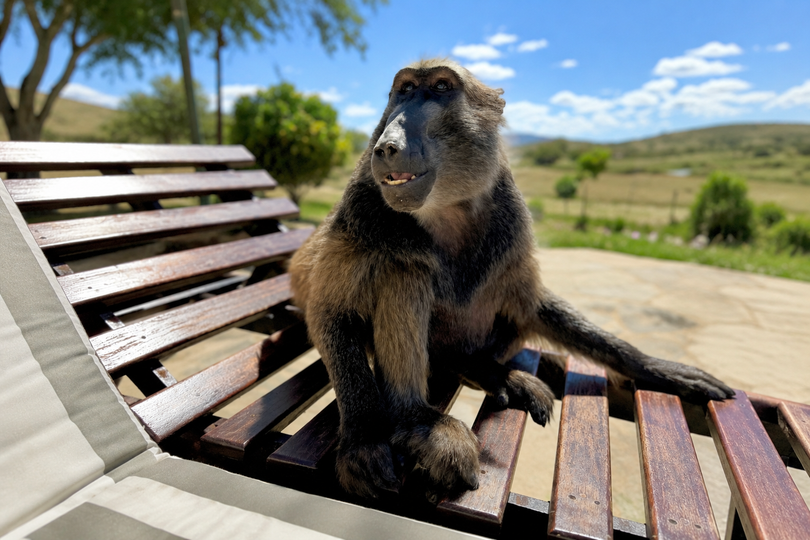 The Incredible Story of Cindy the Baboon: The Story That Stole Millions of Hearts