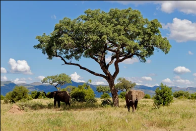Elephants and the Marula Fruit: A Curious Connection