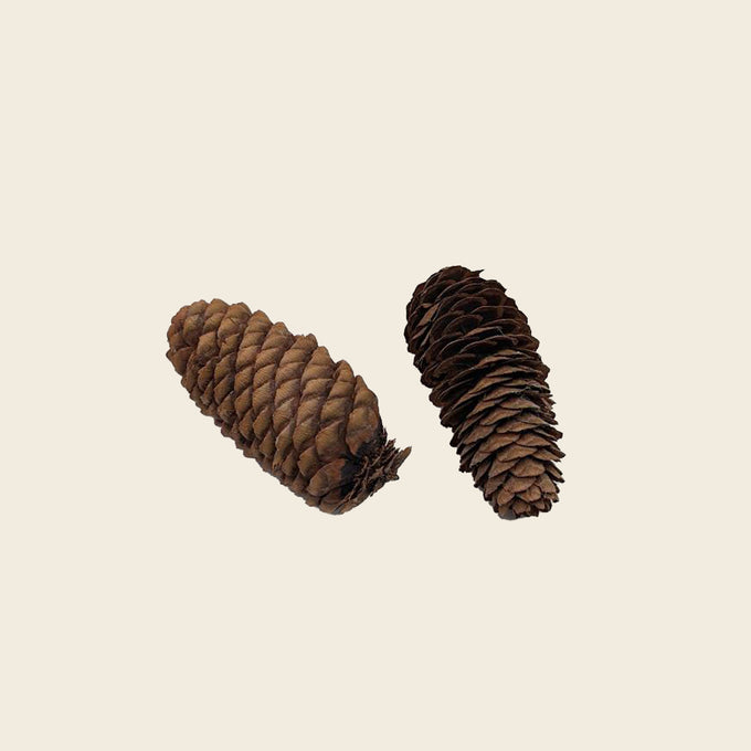 Pinecones (4)
