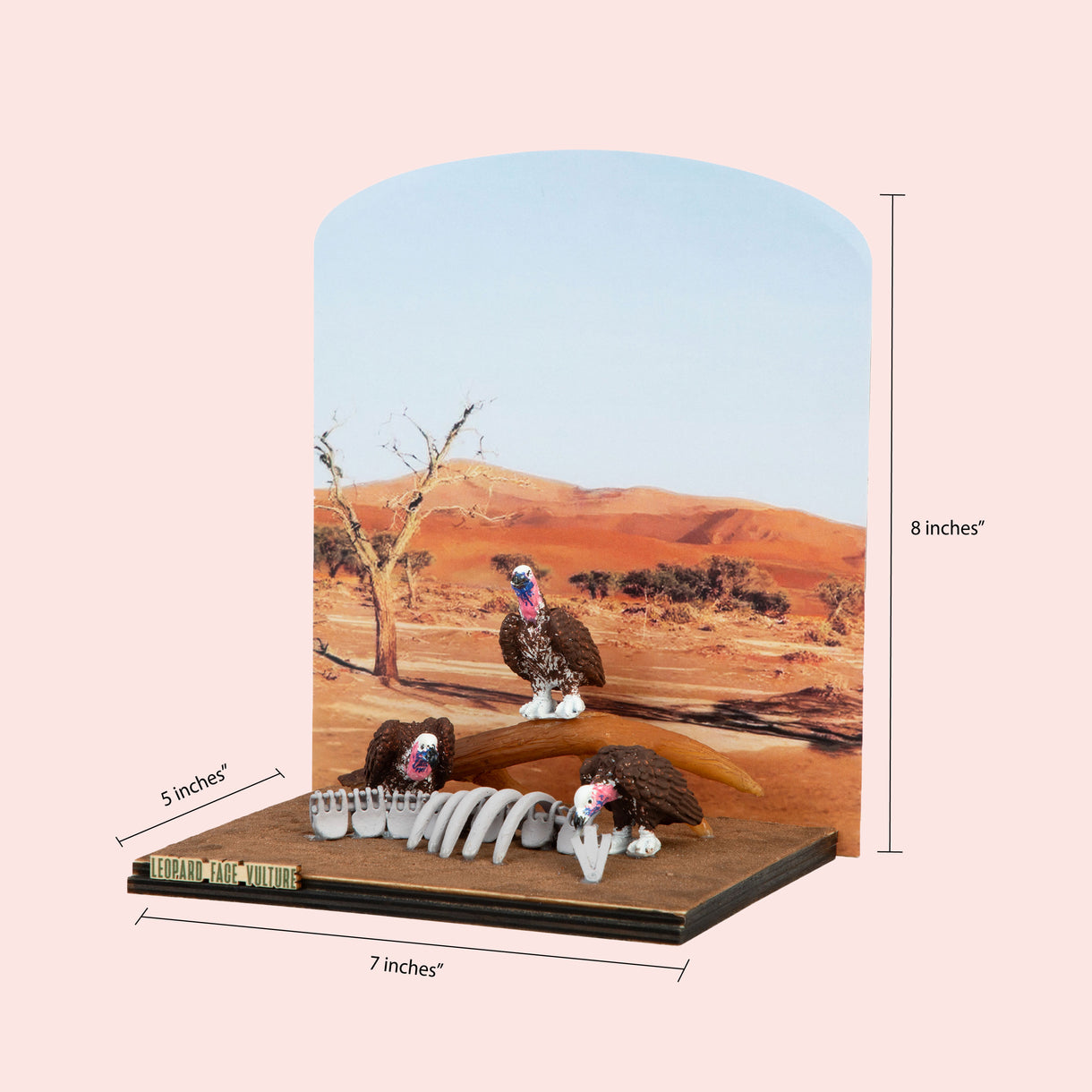 Lappet Faced Vulture